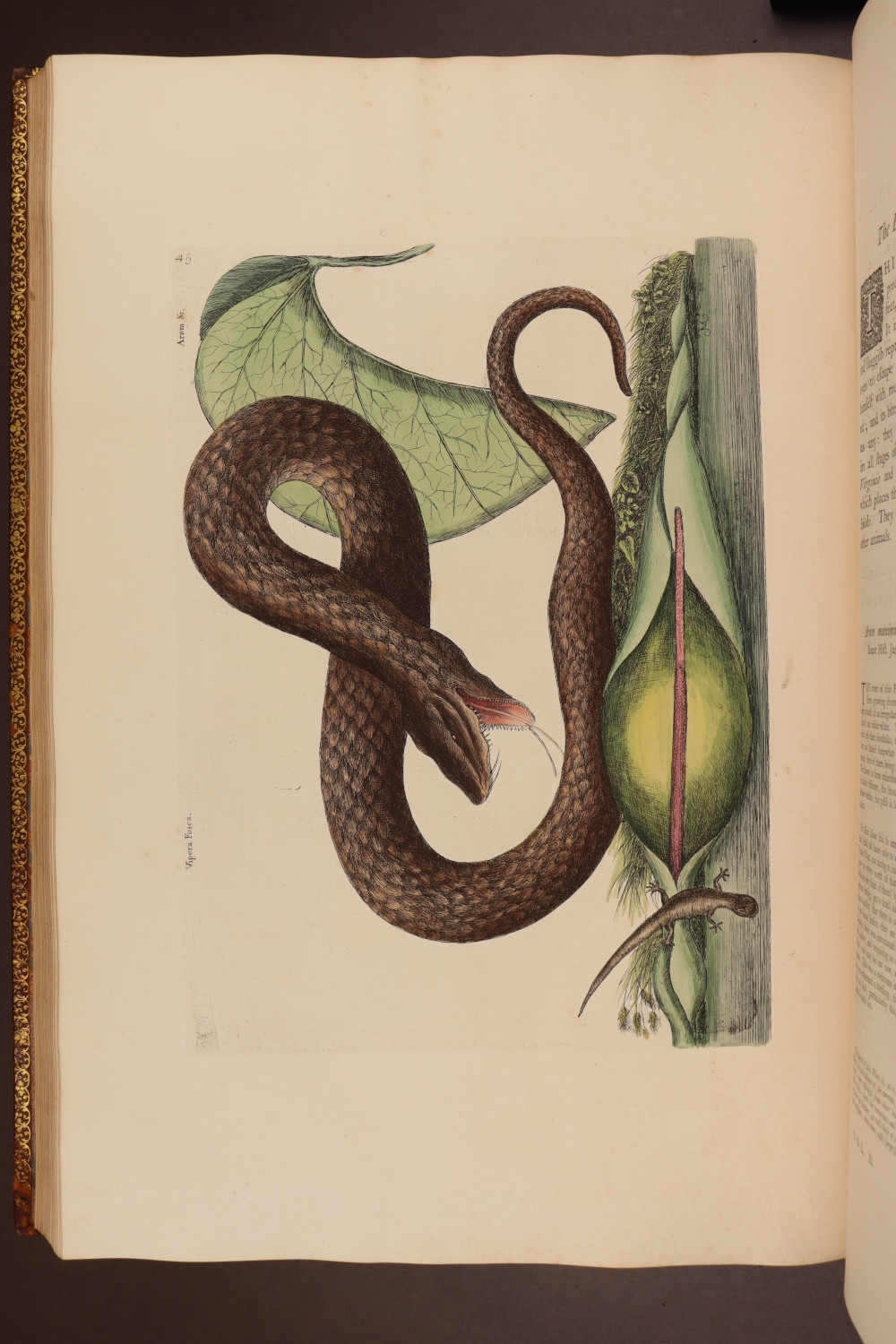 Plate 45